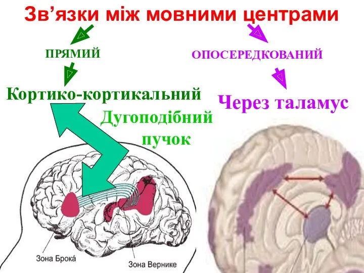 Зв’язки між мовними центрами ПРЯМИЙ Кортико-кортикальний ОПОСЕРЕДКОВАНИЙ Через таламус Дугоподібний пучок