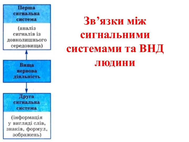 Зв’язки між сигнальними системами та ВНД людини