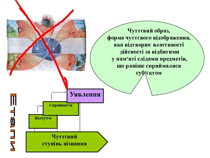 Чуттєвий образ, форма чуттєвого відображення, яка відтворює властивості дійсності за