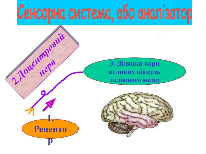 Сенсорна система, або аналізатор 3. Ділянки кори великих півкуль головного мозку 1. Рецептор 2.Доцентровий нерв