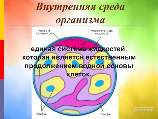 Внутренняя среда организма единая система жидкостей, которая является естественным продолжением водной основы клеток.