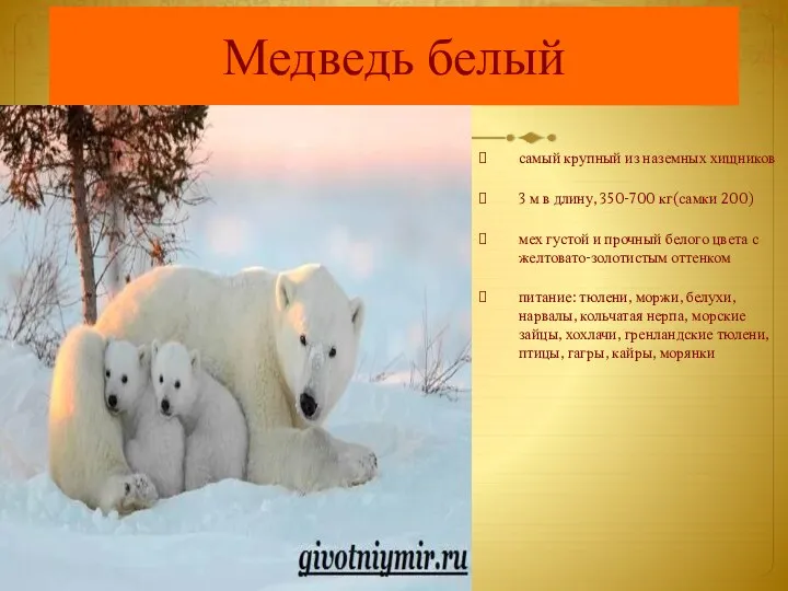 Медведь белый самый крупный из наземных хищников 3 м в