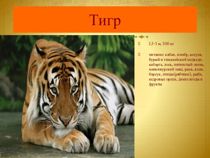Тигр 1,5-3 м, 300 кг питание: кабан, изюбр, косуля, бурый