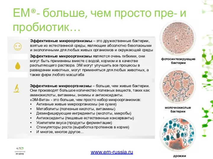 ЕМ®- больше, чем просто пре- и пробиотик… фотосинтезирующие бактерии молочнокислые