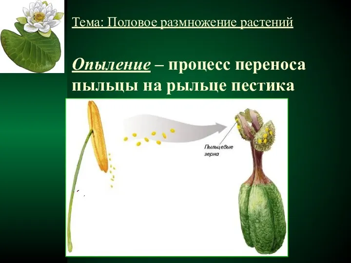 Тема: Половое размножение растений Опыление – процесс переноса пыльцы на рыльце пестика