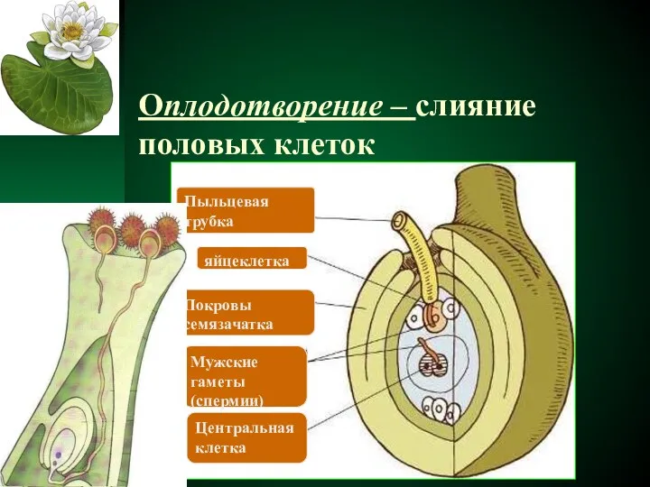 Оплодотворение – слияние половых клеток Пыльцевая трубка яйцеклетка Покровы семязачатка Центральная клетка Мужские гаметы (спермии)