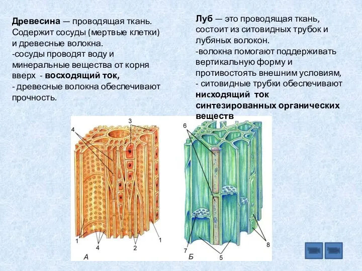 Древесина — проводящая ткань. Содержит сосуды (мертвые клетки) и древесные