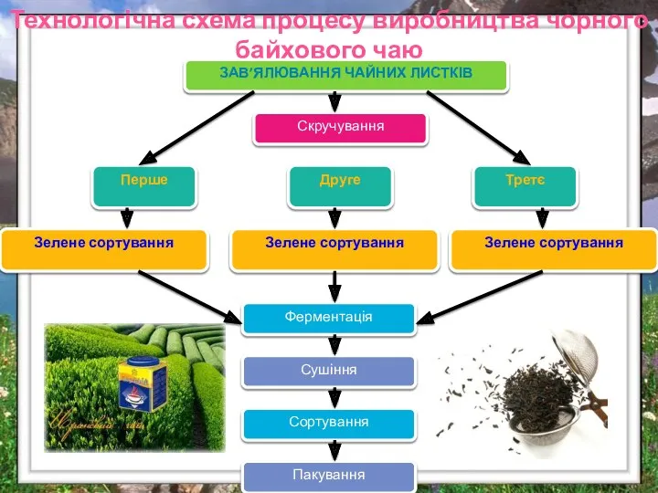 Технологічна схема процесу виробництва чорного байхового чаю