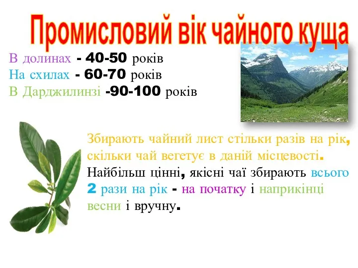 Збирають чайний лист стільки разів на рік, скільки чай вегетує