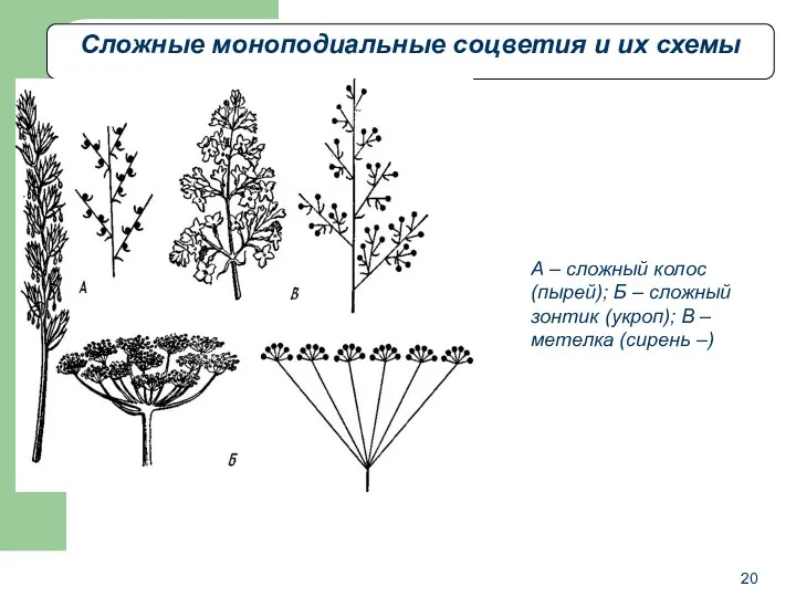 Сложные моноподиальные соцветия и их схемы А – сложный колос