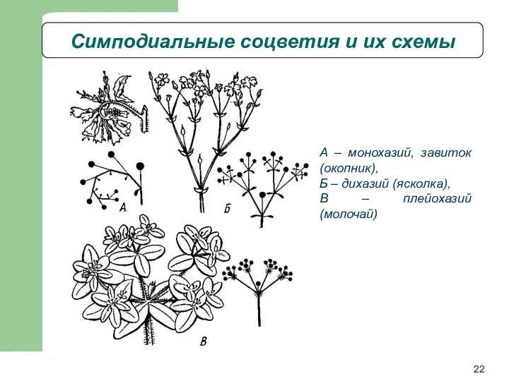 Симподиальные соцветия и их схемы А – монохазий, завиток (окопник),