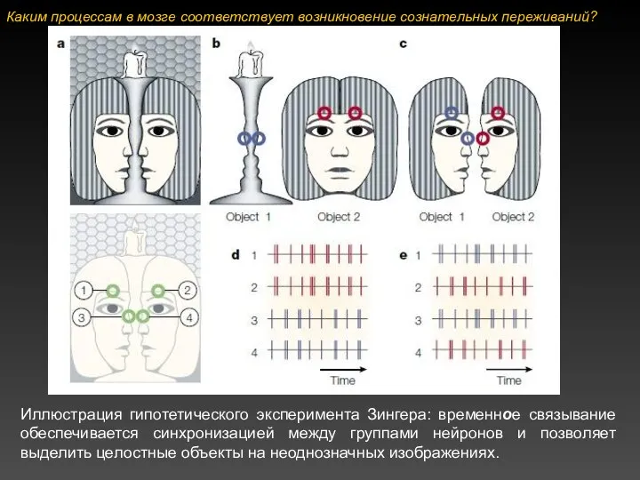 Иллюстрация гипотетического эксперимента Зингера: временное связывание обеспечивается синхронизацией между группами нейронов и позволяет