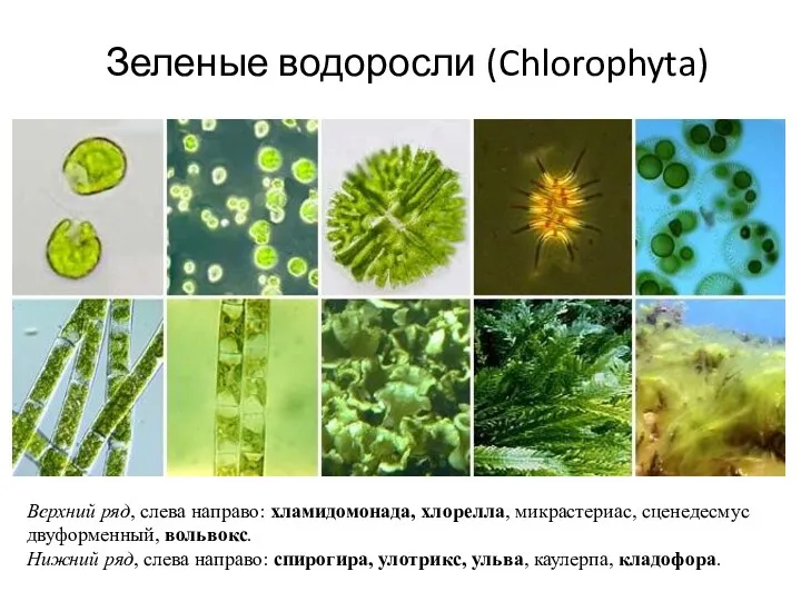 Зеленые водоросли (Chlorophyta) Верхний ряд, слева направо: хламидомонада, хлорелла, микрастериас, сценедесмус двуформенный, вольвокс.