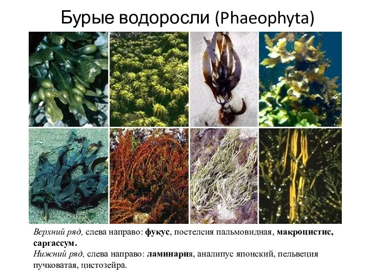 Бурые водоросли (Phaeophyta) Верхний ряд, слева направо: фукус, постелсия пальмовидная, макроцистис, саргассум. Нижний