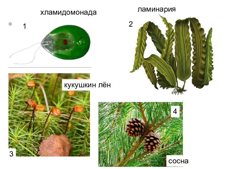 1 2 3 4 хламидомонада ламинария кукушкин лён сосна