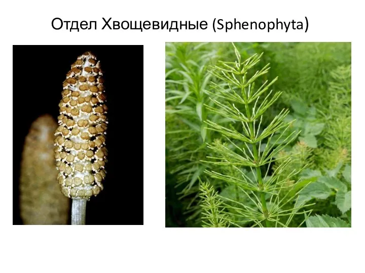 Отдел Хвощевидные (Sphenophyta)