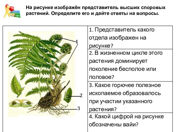 На рисунке изображён представитель высших споровых растений. Определите его и дайте ответы на вопросы.