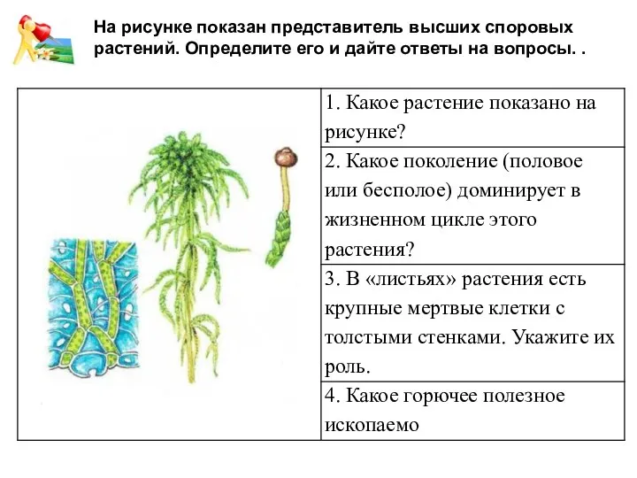На рисунке показан представитель высших споровых растений. Определите его и дайте ответы на вопросы. .