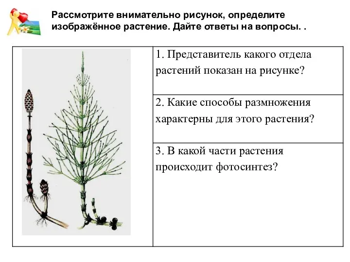 Рассмотрите внимательно рисунок, определите изображённое растение. Дайте ответы на вопросы. .