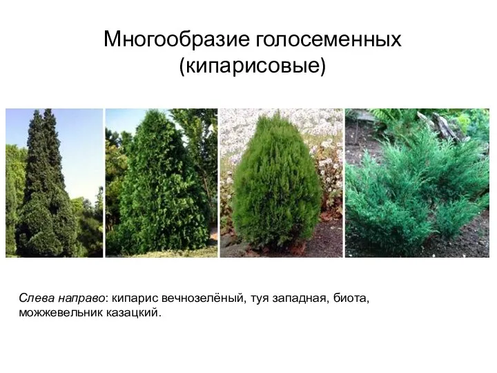 Многообразие голосеменных (кипарисовые) Слева направо: кипарис вечнозелёный, туя западная, биота, можжевельник казацкий.