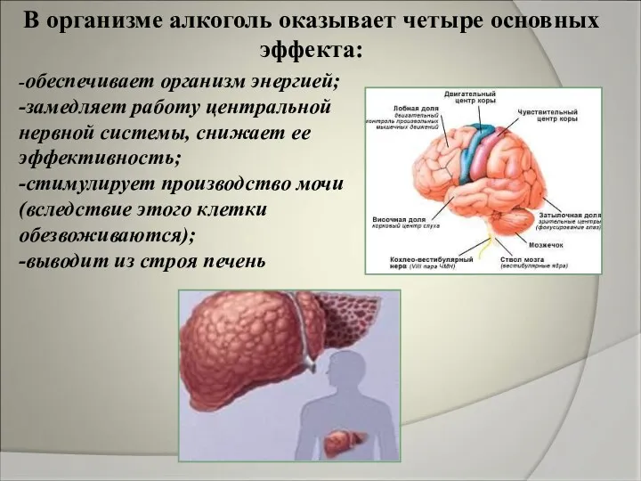 В организме алкоголь оказывает четыре основных эффекта: -обеспечивает организм энергией;