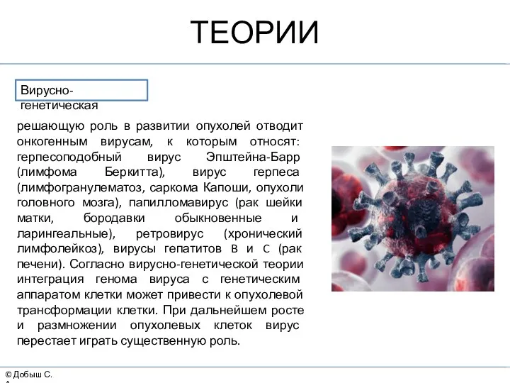 © Добыш С.А. ТЕОРИИ Вирусно-генетическая решающую роль в развитии опухолей