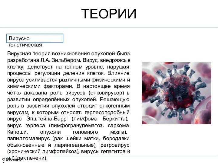 © Добыш С.А. ТЕОРИИ Вирусно-генетическая Вирусная теория возникновения опухолей была