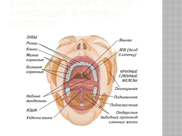 КАКИЕ ИЗМЕНЕНИЯ С ПИЩЕЙ ПРОИСХОДИТ В РОТОВОЙ ПОЛОСТИ?