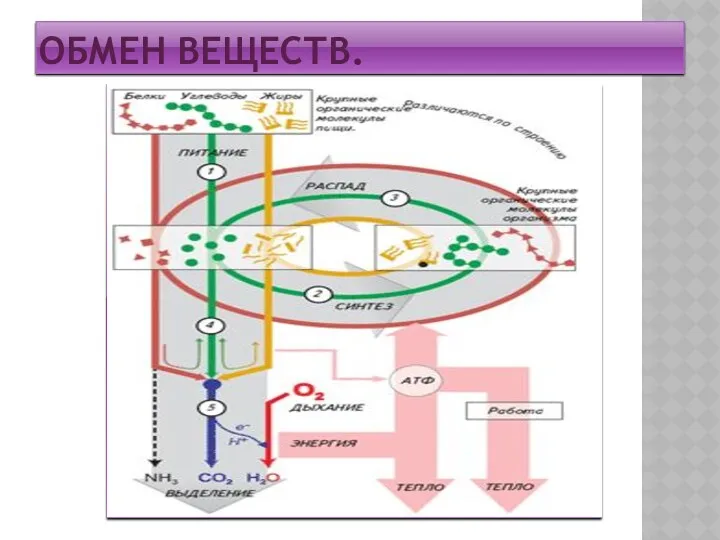 ОБМЕН ВЕЩЕСТВ.