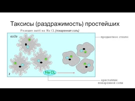 Таксисы (раздражимость) простейших