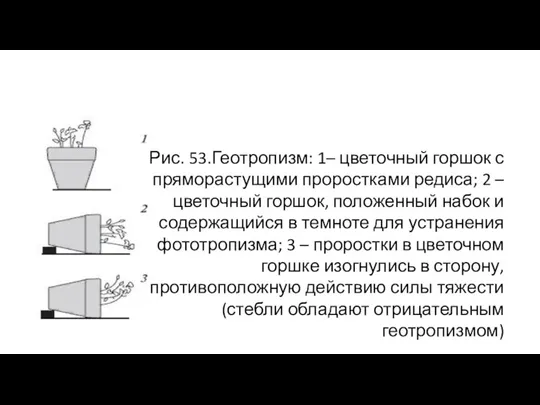 Рис. 53.Геотропизм: 1– цветочный горшок с пряморастущими проростками редиса; 2