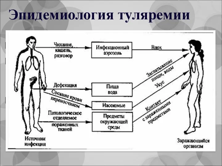 Туляремия - зоонозная болезнь; пути передачи - трансмиссивный, аспирационный (аэрозольный),