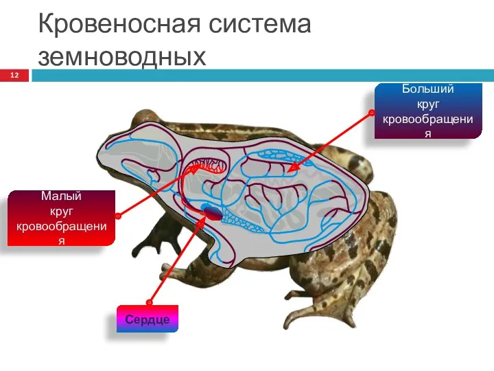 Кровеносная система земноводных