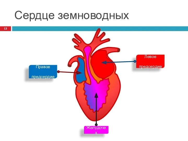 Сердце земноводных