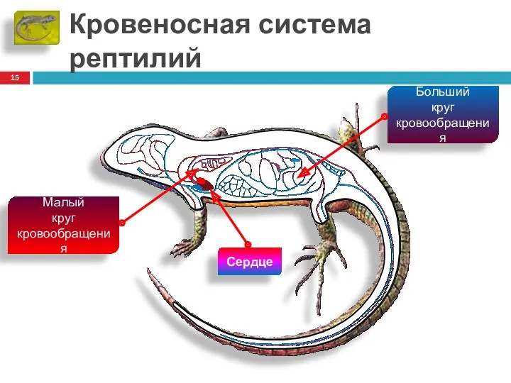 Кровеносная система рептилий