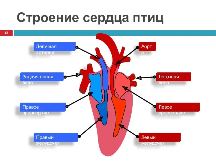 Строение сердца птиц