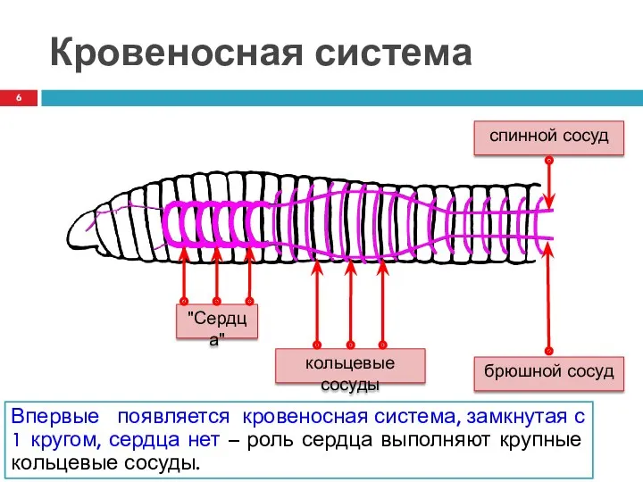 Кровеносная система Впервые появляется кровеносная система, замкнутая с 1 кругом,