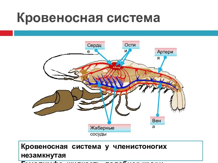 Кровеносная система Кровеносная система у членистоногих незамкнутая Гемолимфа- жидкость, подобная крови