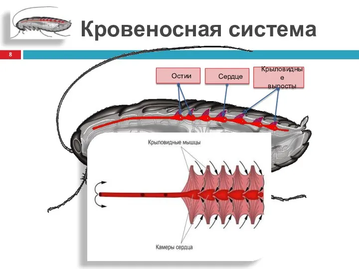 Кровеносная система