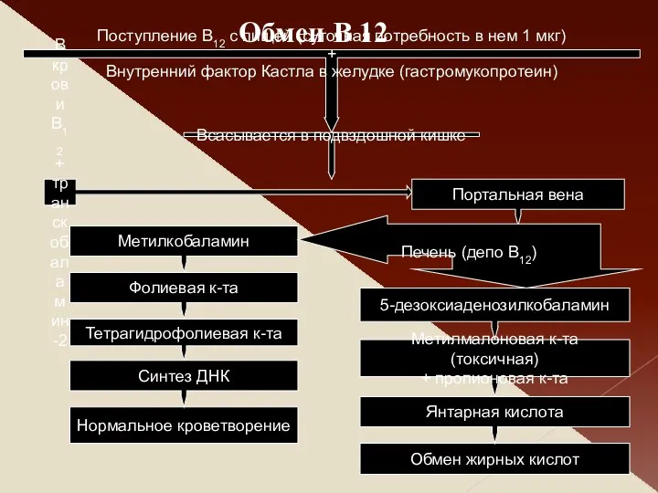 Нормальное кроветворение Обмен жирных кислот Метилкобаламин Поступление В12 с пищей (суточная потребность в