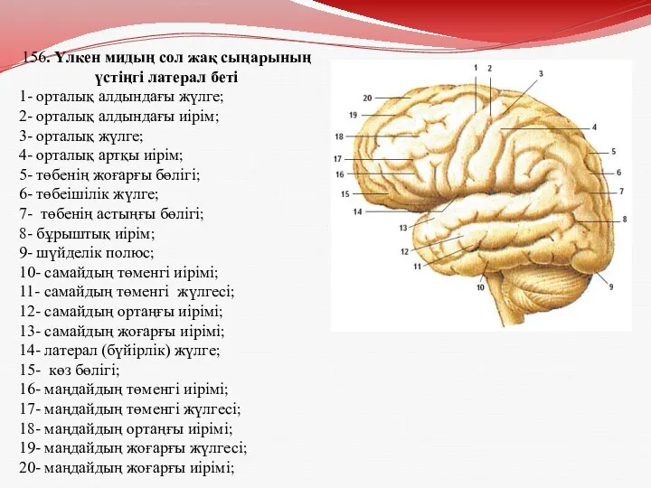 156. Үлкен мидың сол жақ сыңарының үстіңгі латерал беті 1-