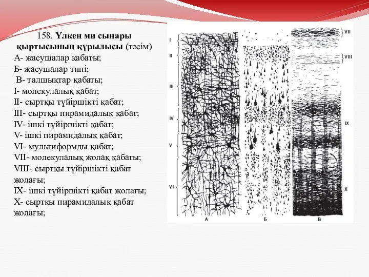 158. Үлкен ми сыңары қыртысының құрылысы (тәсім) А- жасушалар қабаты;