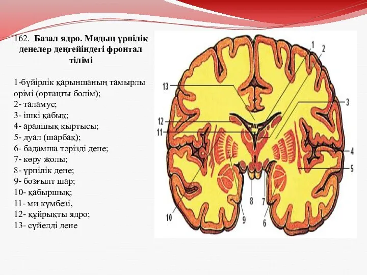 162. Базал ядро. Мидың үрпілік денелер деңгейіндегі фронтал тілімі 1-бүйірлік