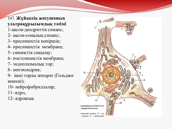 147. Жүйкелік жасушаның ультрақұрылымдық тәсімі 1-аксон-дендриттік синапс; 2- аксон-сомалық синапс;