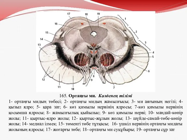 165. Ортаңғы ми. Көлденең тілімі 1- ортаңғы мидың төбесі; 2-