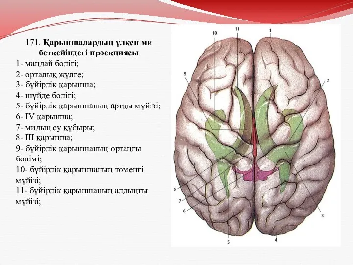 171. Қарыншалардың үлкен ми беткейіндегі проекциясы 1- маңдай бөлігі; 2-