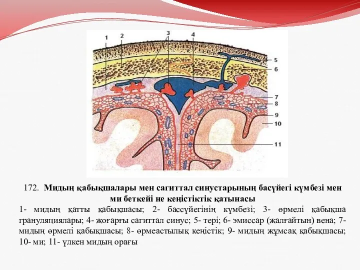 172. Мидың қабықшалары мен сагиттал синустарының басүйегі күмбезі мен ми