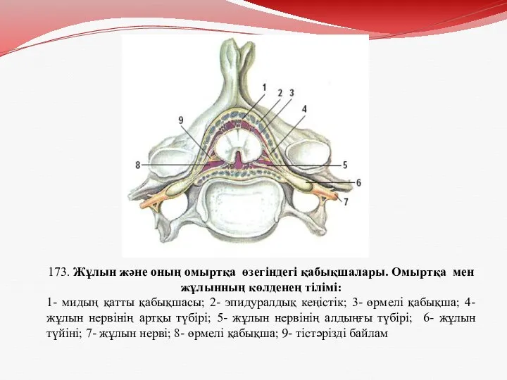 173. Жұлын және оның омыртқа өзегіндегі қабықшалары. Омыртқа мен жұлынның