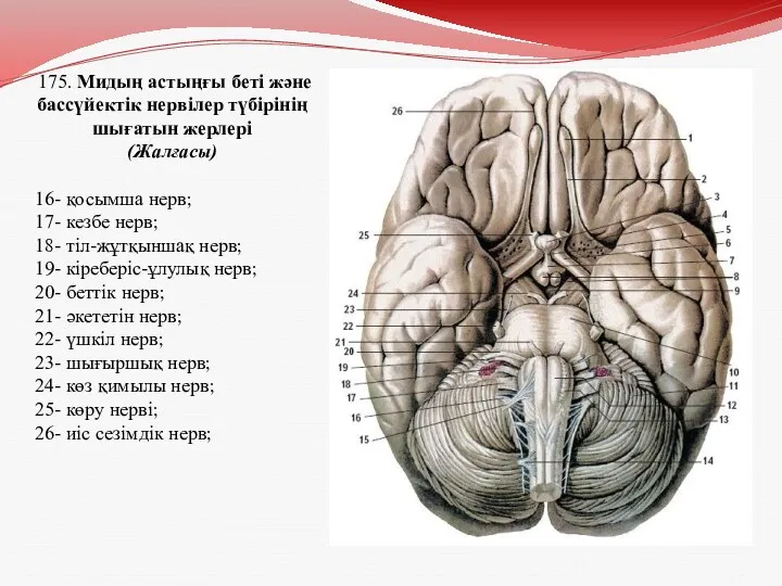 175. Мидың астыңғы беті және бассүйектік нервілер түбірінің шығатын жерлері