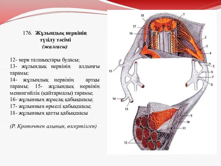 176. Жұлындық нервінің түзілу тәсімі (жалғасы) 12- нерв талшықтары будасы;